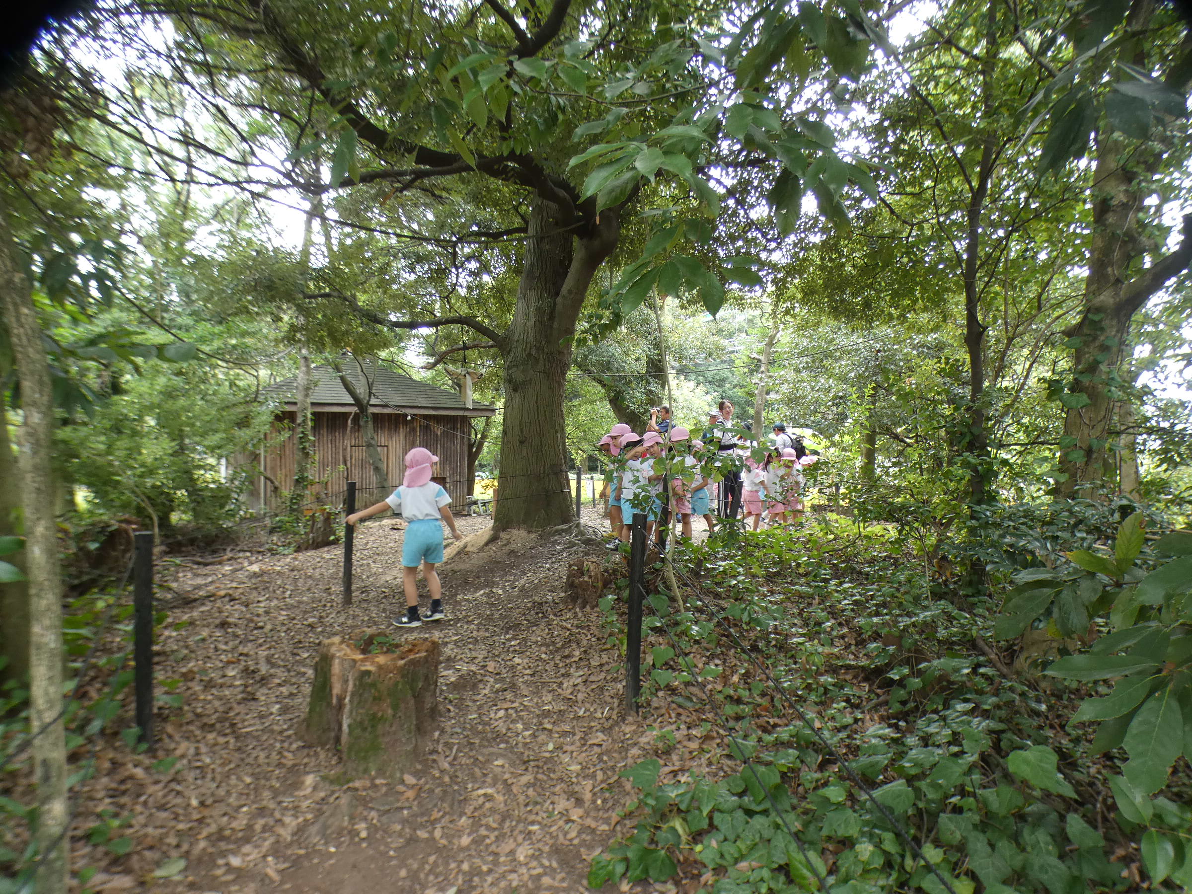 リスざるさんたちを見ました。