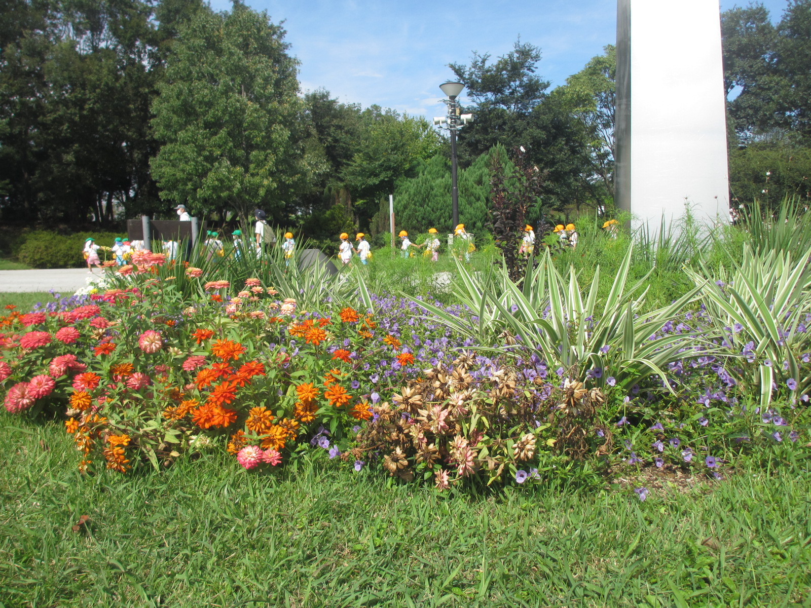 秋のお花一杯の木曽三川公園。お友だちや先生と楽しい１日を過ごせました。お話一杯するでしょう。聞いてあげてくださいね。