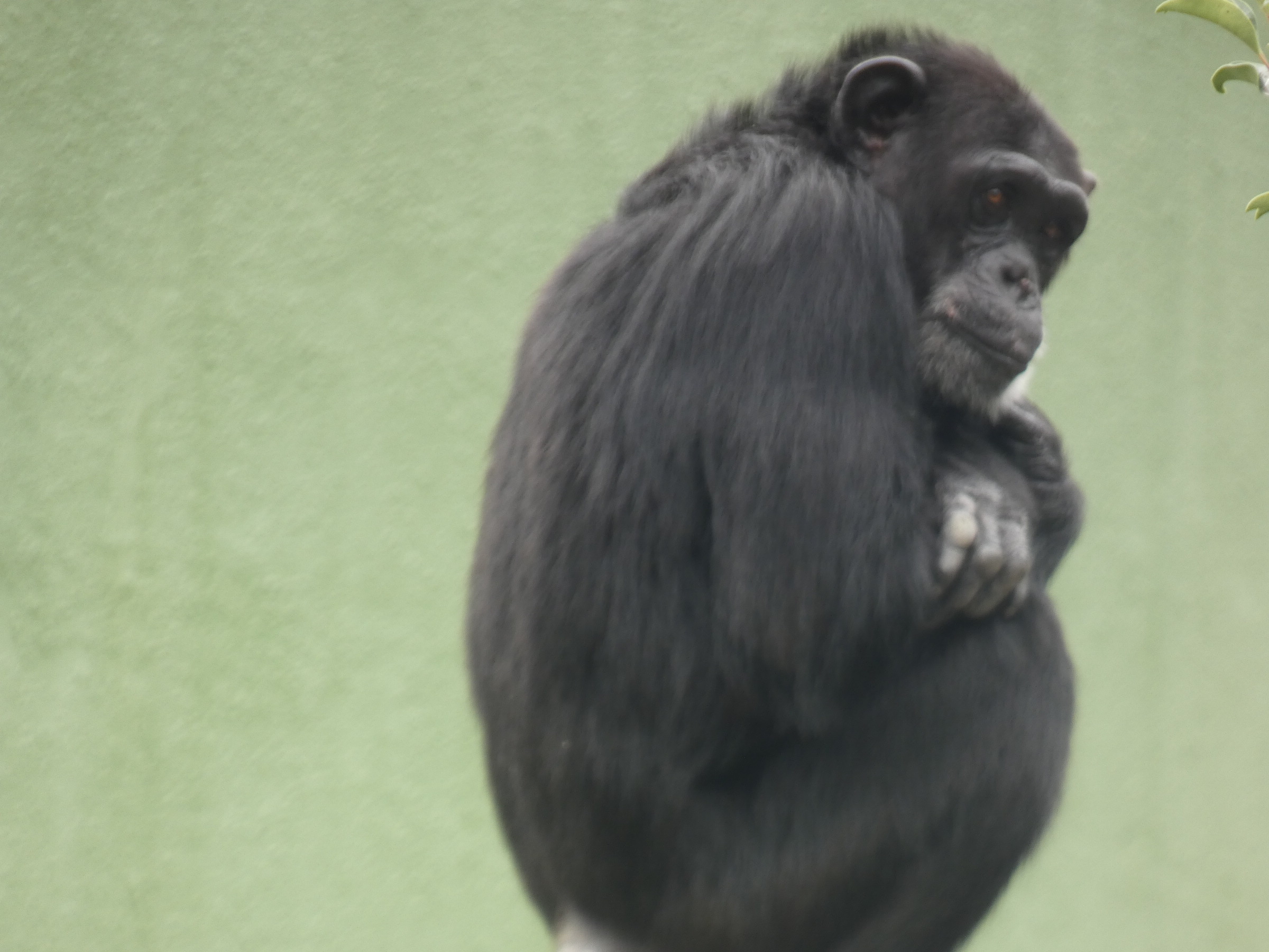 さようならを言ってくれました。また来るからさびしがらないで・・・