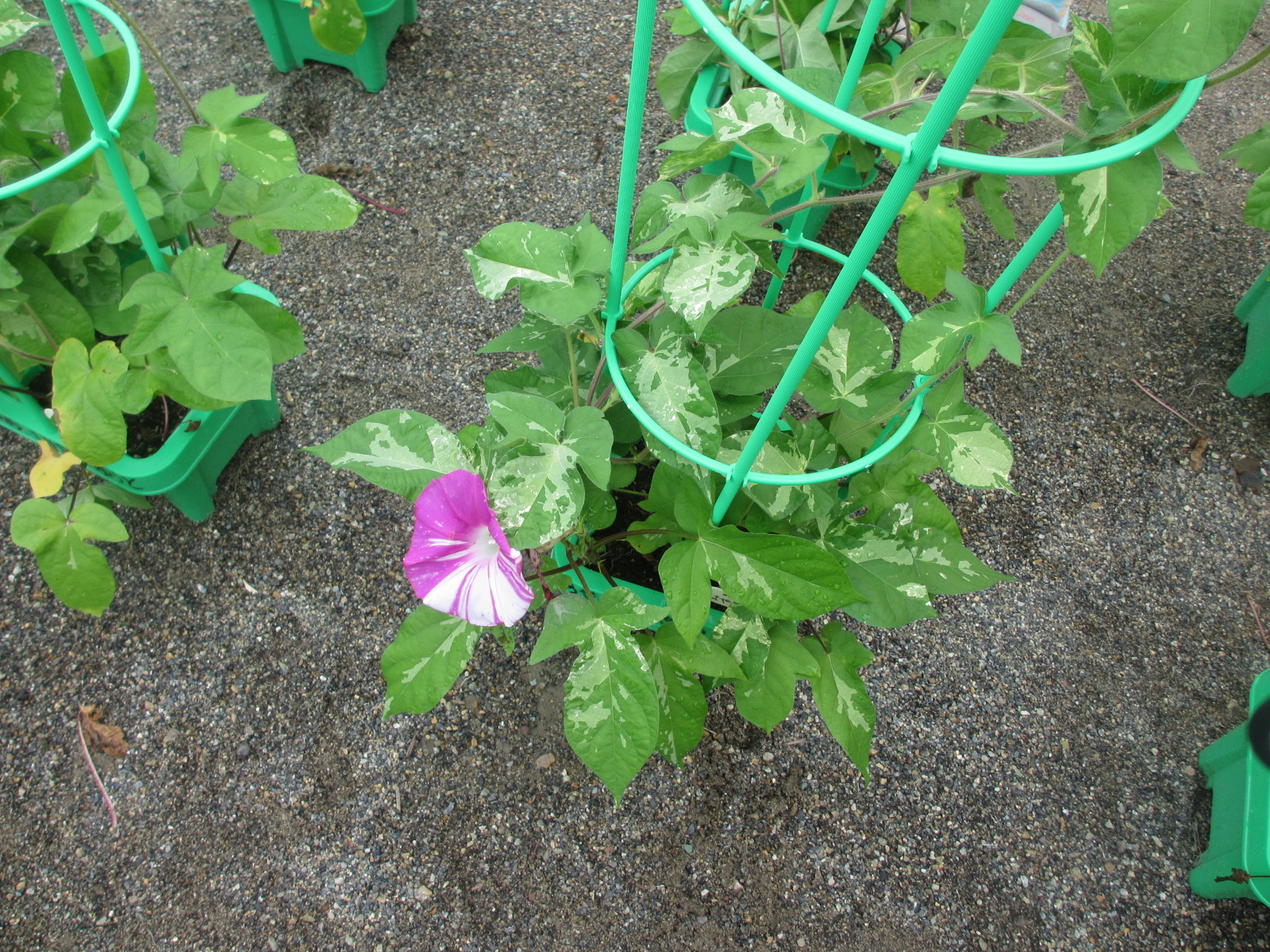 年長さんの朝顔。今年は種まきが遅かったのですが、花を咲かせる鉢がちらほらと。
夏期保育になったらおうちに持って帰ってもらいます。
おうちでたくさんの花を咲かせてくれるでしょう。